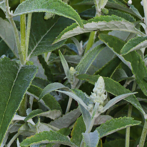 Arbust de fluturi „Minunea înfloririi liliacului”