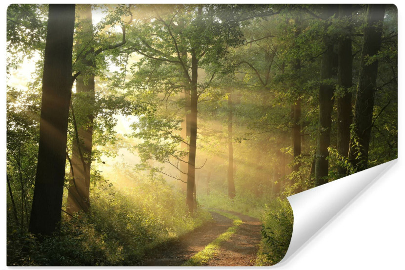 Fototapeta Promienie Słońca W Lesie 3D 90x60cm