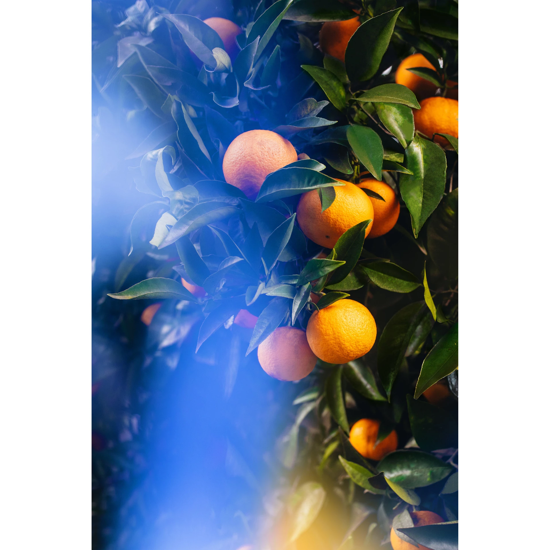Arancia di Capri EdT 100 ml - Acqua di Parma