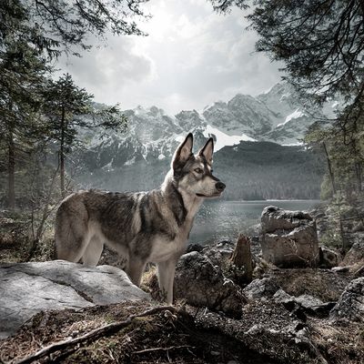 Wolf of Wilderness Dog Travel Blanket