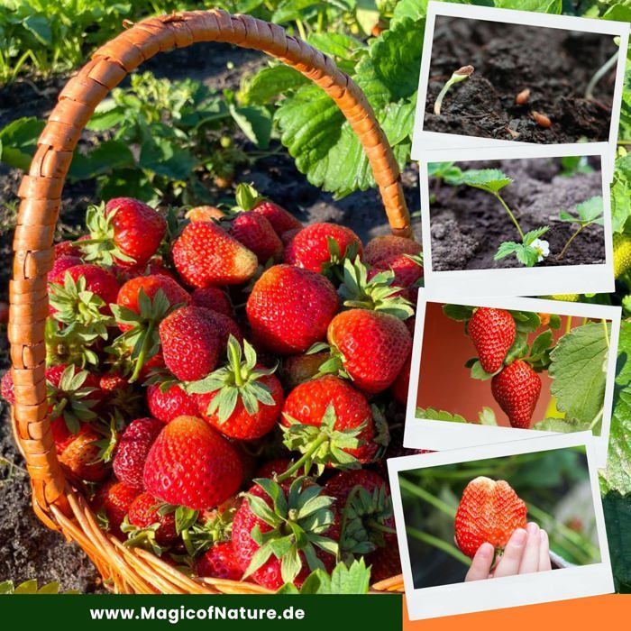 Semences De Fraises Géantes 