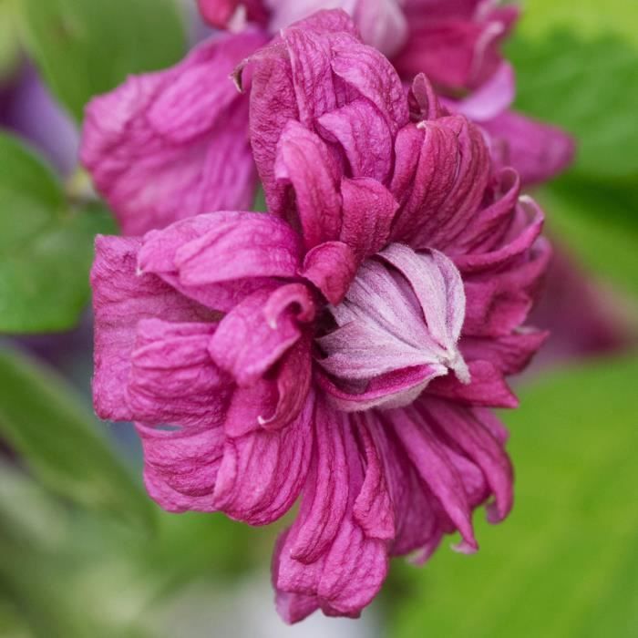 Clematis 
