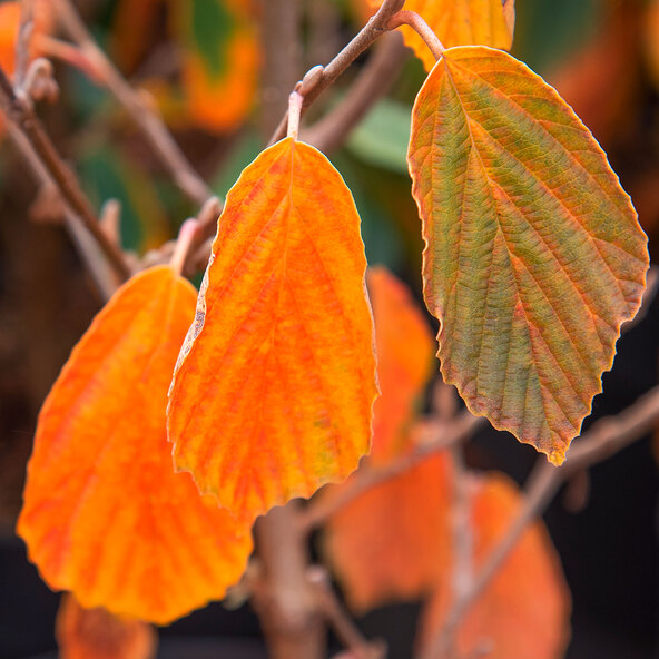Witch hazel yellow flowering wonder