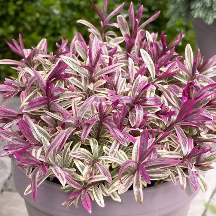 Hebe Coeur briseur | Arbuste à feuillage persistant à fleurs panachées | 15-25cm (pot inclus)