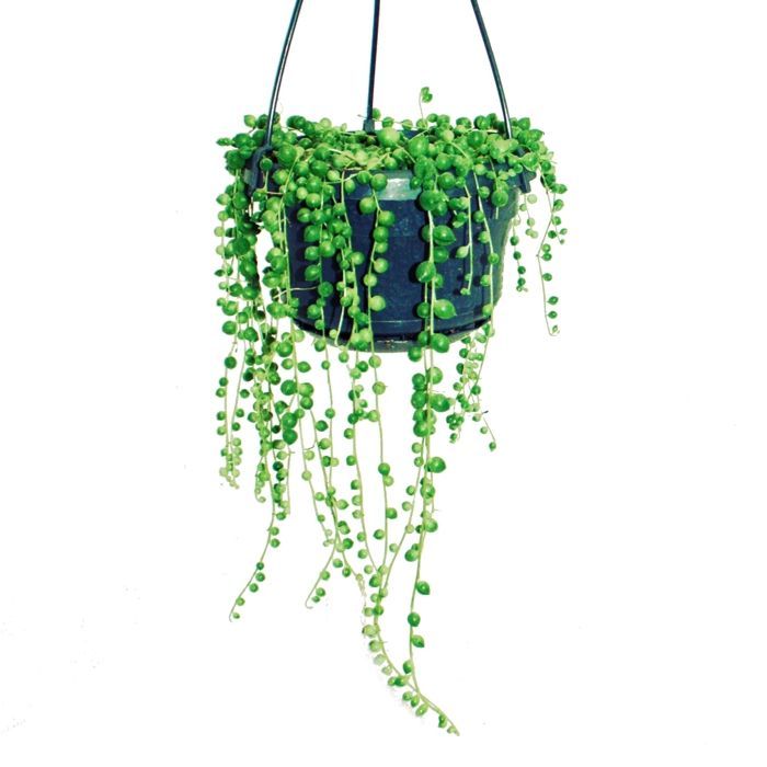 Luz suspensa por uma fita - vaso de Senecio rowleyanus de 14 cm