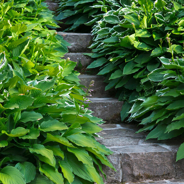 Hosta „Schattendenzauber” Set de 3