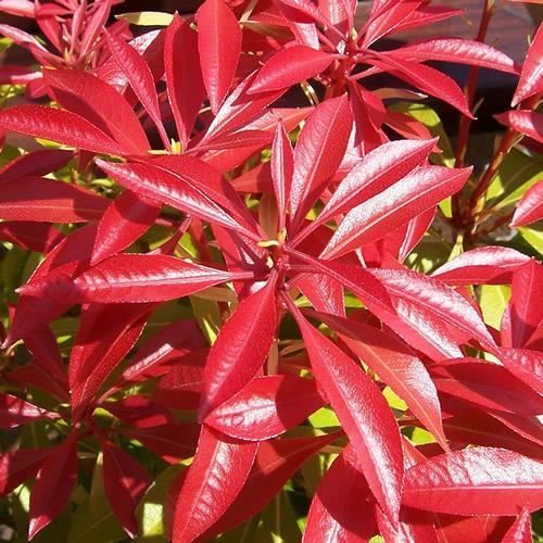 1 x Andromeda 'Forest Flame' groenblijvende struik, vaste plant in een pot