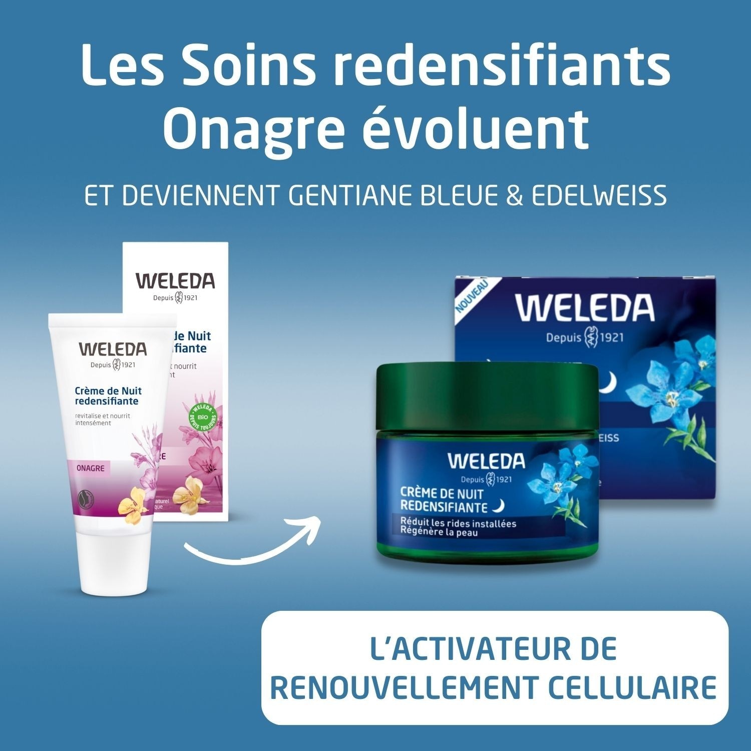 Weleda Crème de Nuit redensifiante Gentiane Bleue et Edelweiss - 40 ml