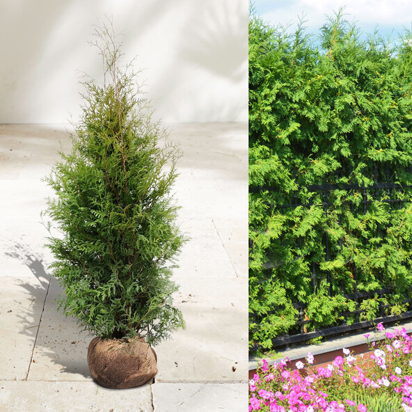 Thuja Brabant arborvitae φράκτης, 10 μ