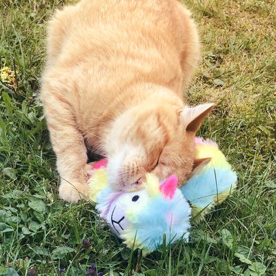 Aumüller Angie Alpaka-Katzenspielzeug