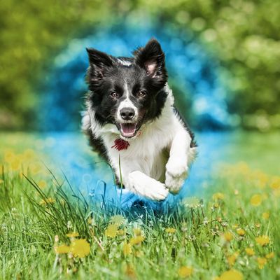 FRONTLINE® Spot On per cani - Taglia S (2-10 kg)