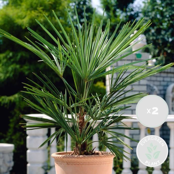 2x Washingtonia Robusta - Palmera abanico mexicana - Palmera de exterior - Perenne - Diámetro 21 cm - Altura 80-100 cm