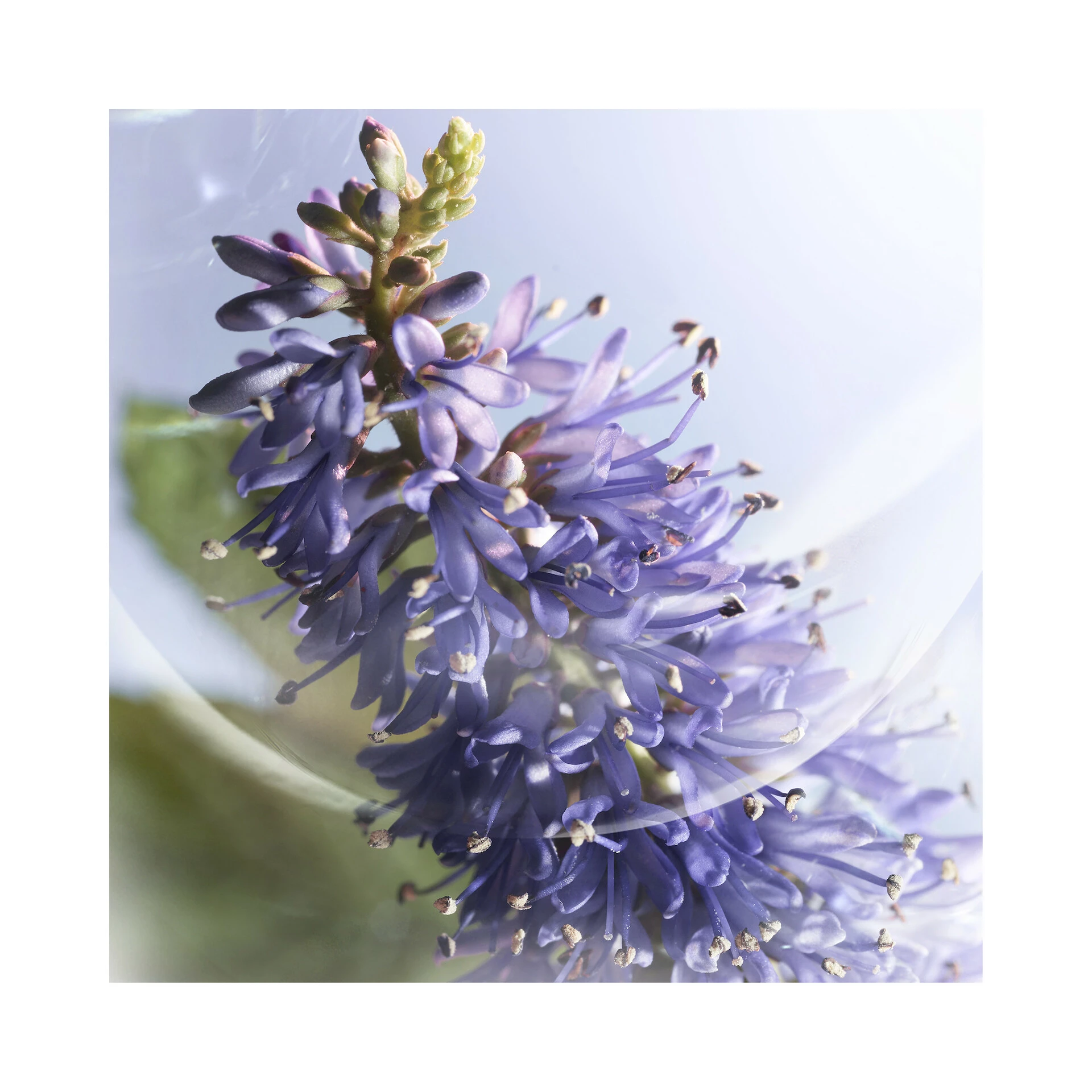 La Vie Est Belle Iris Absolu 50 ml - Lancôme