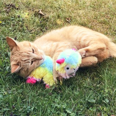 Jouet pour chat Aumüller Angie Alpaca