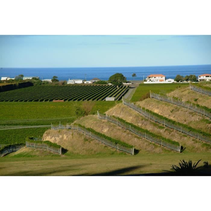Sauvignon Blanc del valle de Esk, Nueva Zelanda