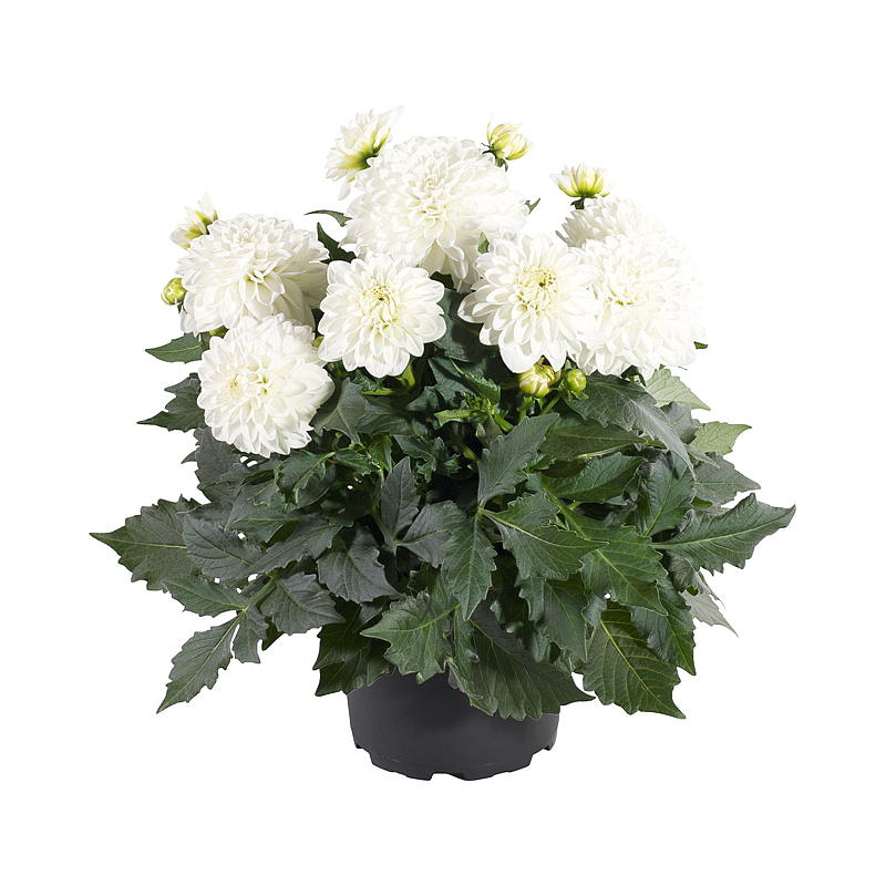 Sommardahlia P19 Dahlia, blandad