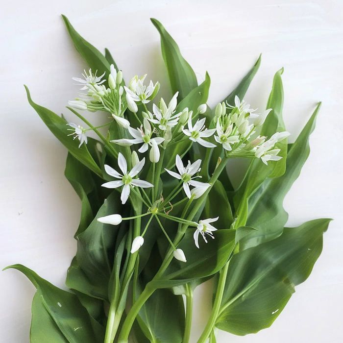 50 Wild Garlic Seeds - Semi-Wild Permaculture