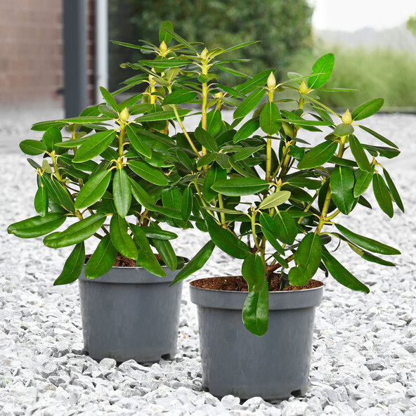 Rododendron, set de 2