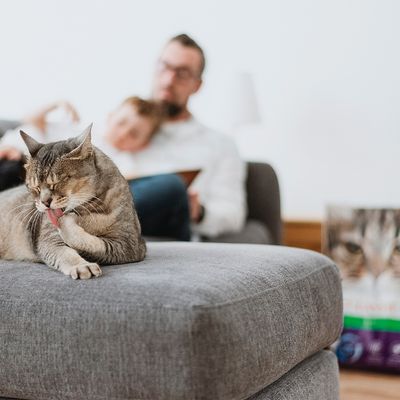 Intersand Classic Katzenstreu mit Kiefernwaldduft