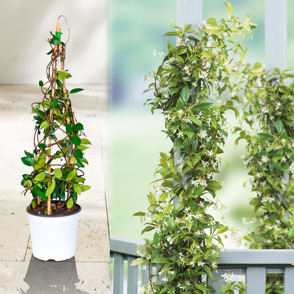 Iasomie stea „Bella Mamma”, 90–100 cm