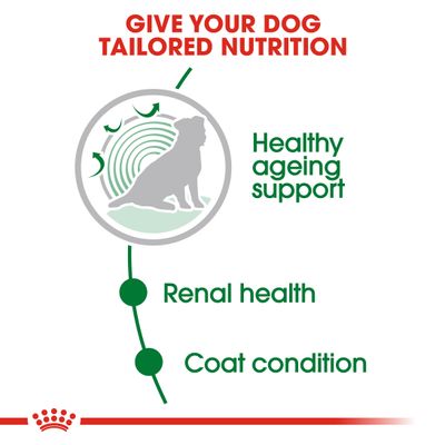 Royal Canin Mini Ageing 12+ w sosie