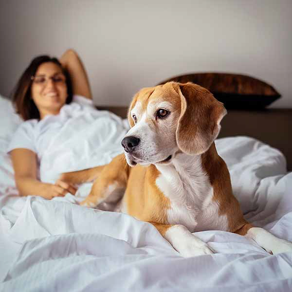 Finde mir ein Geschenk: Hundefreundliche Hotelaufenthalte, Erlebnisgeschenk