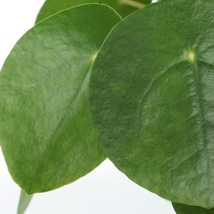 Pilea Peperomioides Plante à Monnaie Chinoise d'Intérieur pour la Masion ou le Bureau