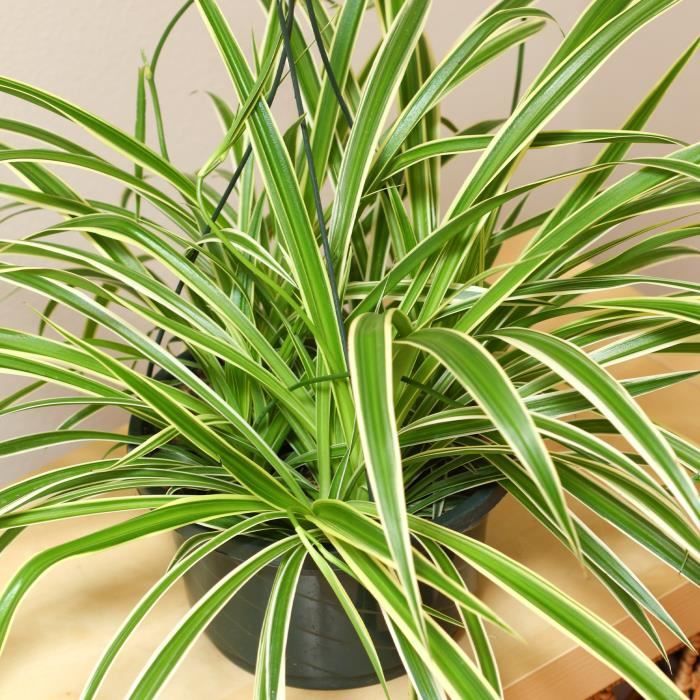 Chlorophytum Variegatum - Spider Plant | Indoor Plant Gift (20 to 30 cm pot included)