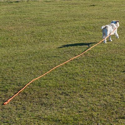 Laisse de dressage pour chien Heim Long - Orange