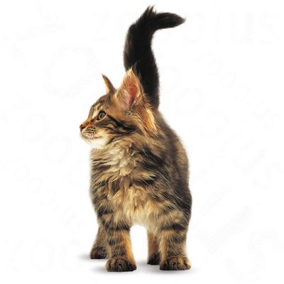 Koťata Royal Canin Maine Coon