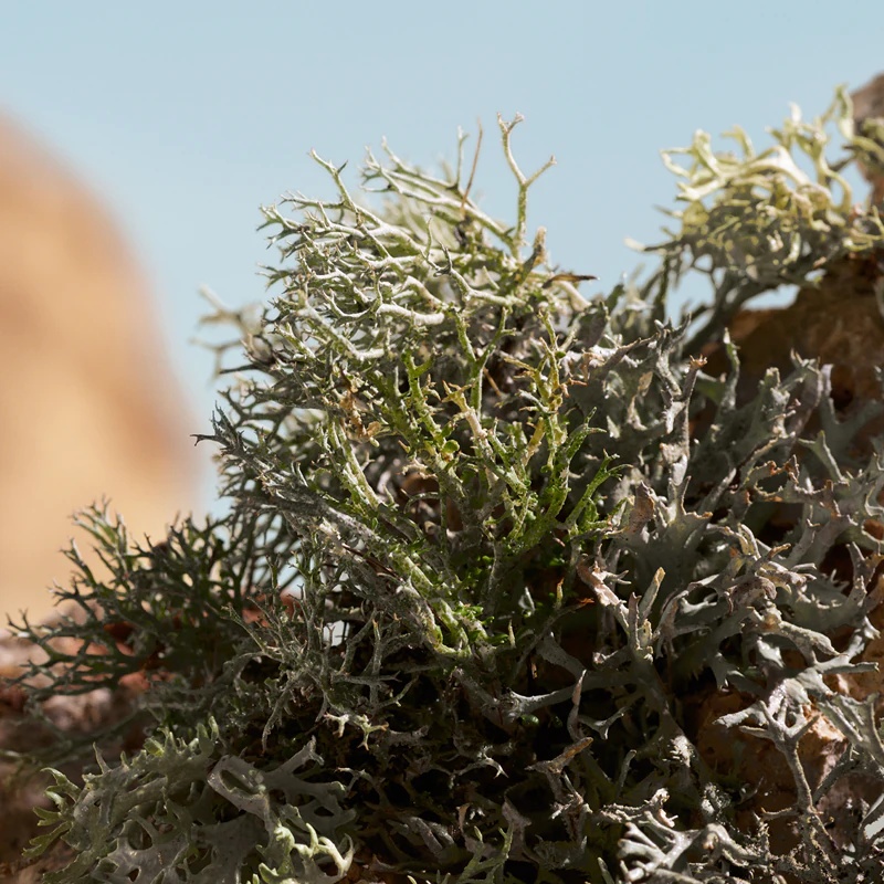 Долче и Габана Q од Долче и Габана Еликсир парфем за жене