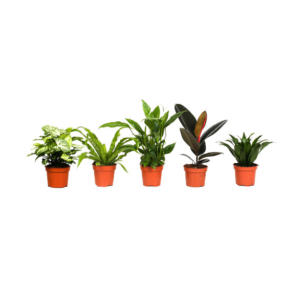Plante de apartament care purifică aerul, set de 5