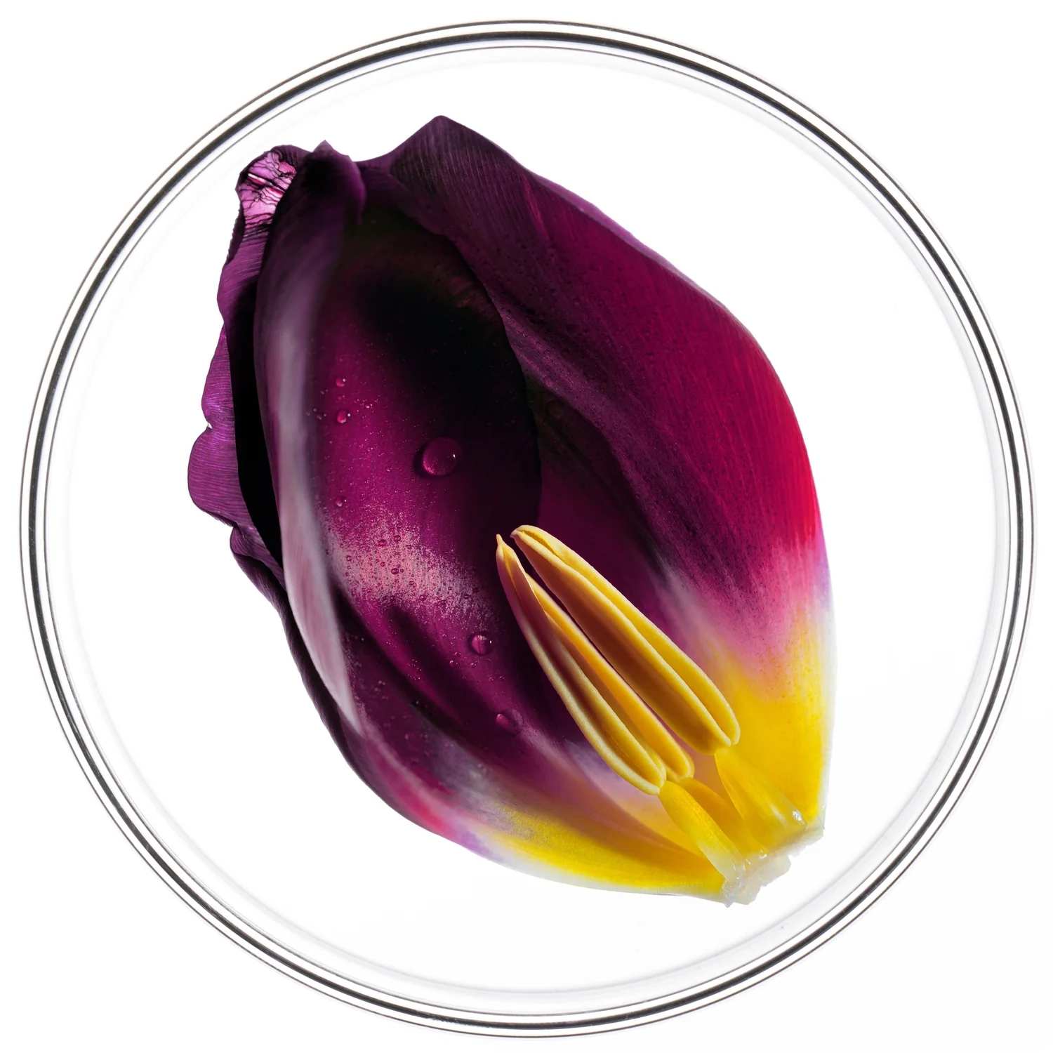 Trattamenti Specifici Phytocyane Trattamento Anticaduta Donna - Caduta Progressiva - Trattamento Anticaduta Capelli