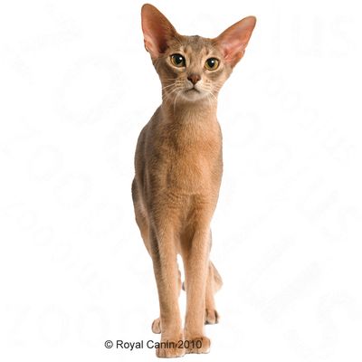 Royal Canin Aroma Exigente