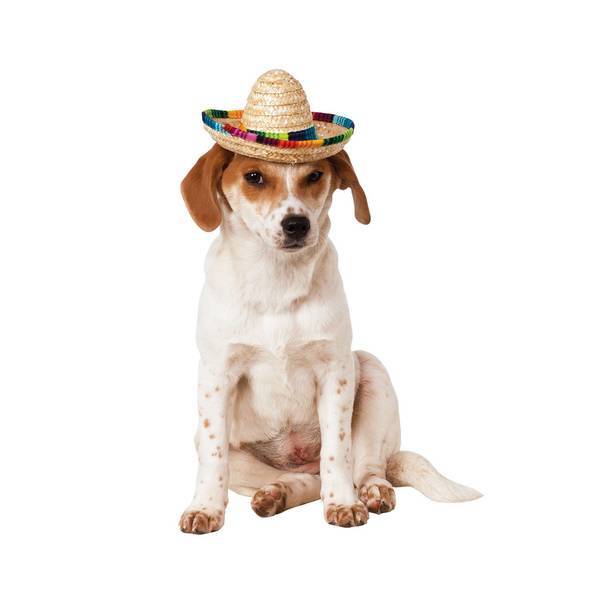 Kostium sombrero dla psa Bristol Novelty (SM)