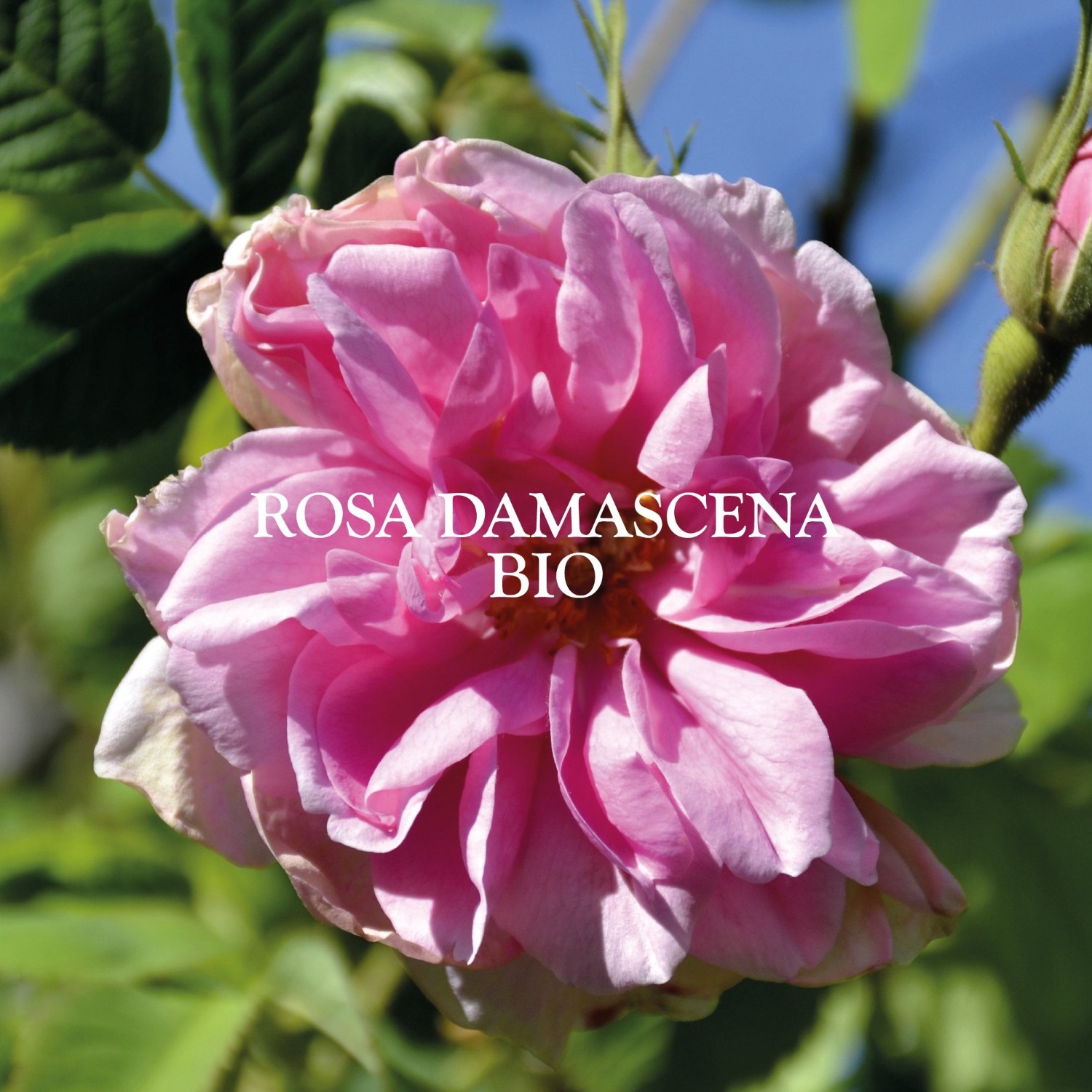 Sanoflore Véritable Eau Florale de Rose Bio