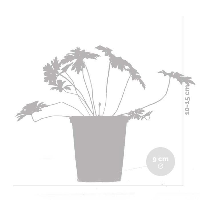 6 geranios 'Johnson's Blue' - Geranio de sangre - Perenne - Fácil de cuidar - Diámetro: 9 cm - Altura: 10-15 cm