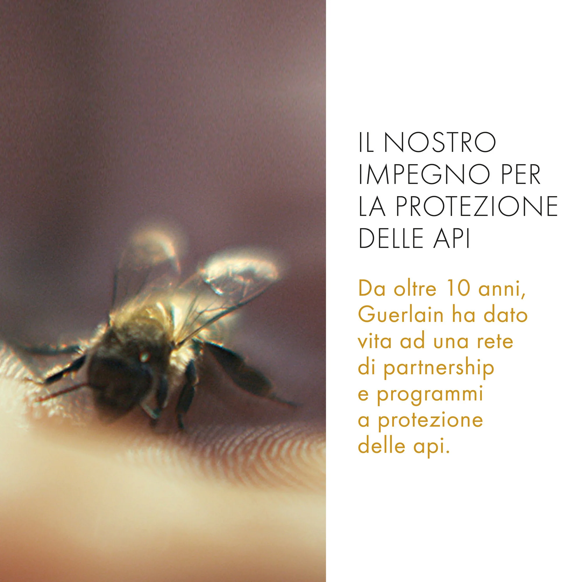 Abeille Royale Daily Repair Serum - Siero viso antirughe, Trattamento Riparatore