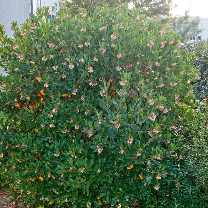 Arbousier, Arbre aux fraises Compacta