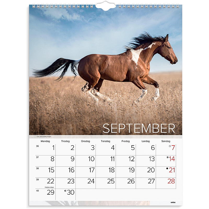 Calendrier mural chevaux 2025