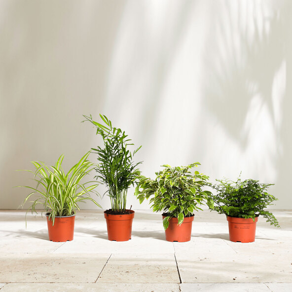 Makkelijk te verzorgen kamerplanten, set van 4