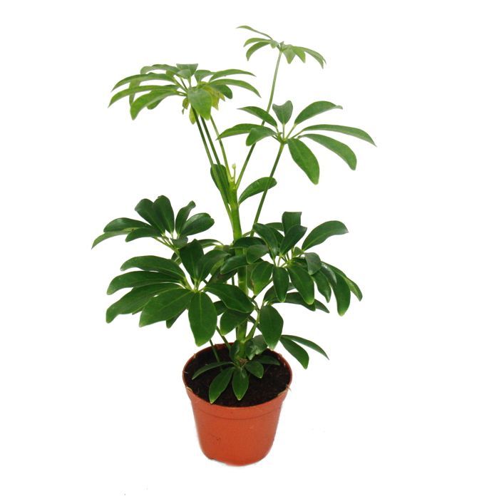 Grand ensemble de 5 plantes d'intérieur - 9cm
