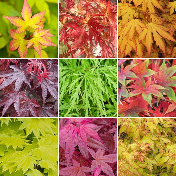 3 arbustos de arce japonés | Arbustos en maceta para exteriores, resistentes y listos para cultivar.