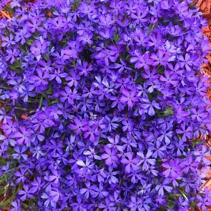 Phlox 4 Mix Roze, Paars, Wit (9cm Pot) - Kleurrijke vaste plant voor de tuin - Borders & Potten