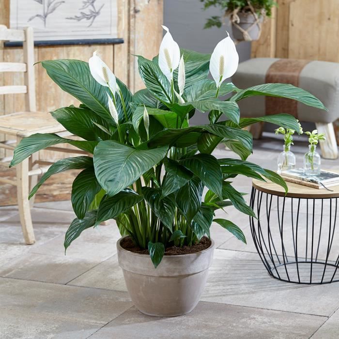 Lirio de la paz (Spathiphyllum) - Planta de interior - Arbusto de interior en maceta de 9 cm