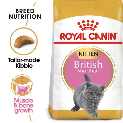 Gattino British Shorthair della Royal Canin