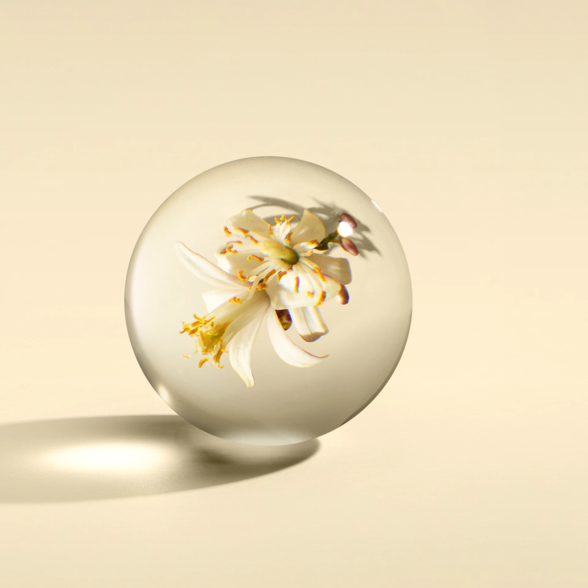 Orange & Bergamot Hand Cream 40 ml - Molton Brown