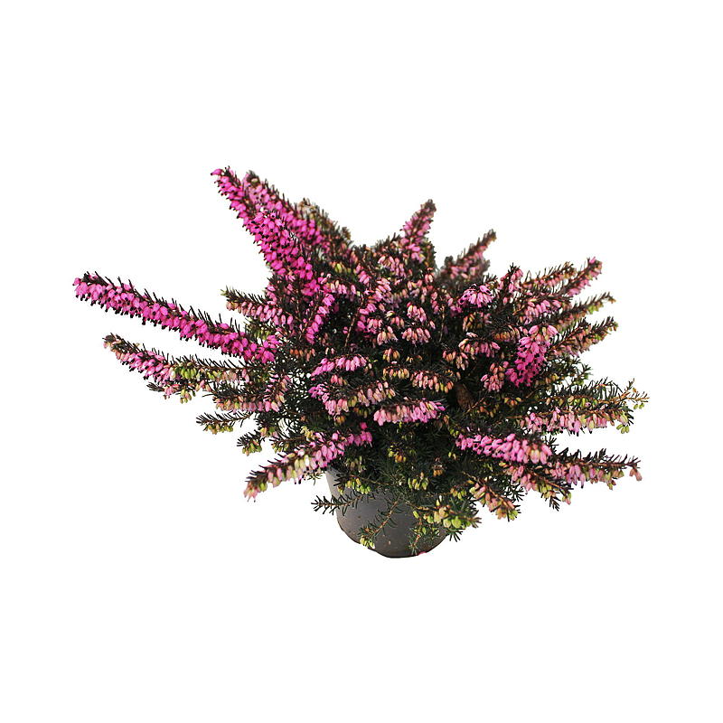 Vårlyng P11, Erica darleyensis