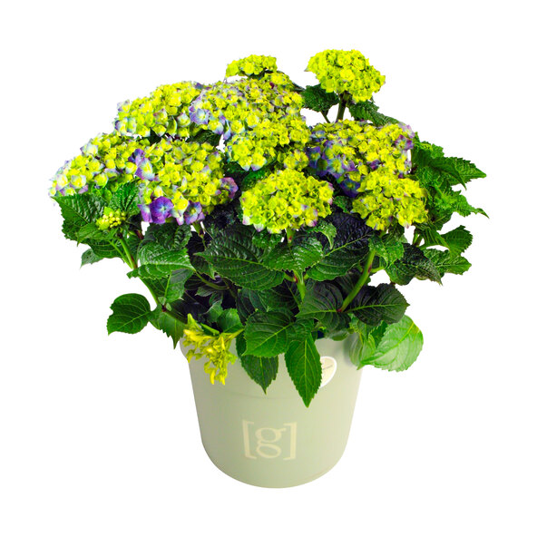 Ορτανσία Bigleaf King Size Blue
