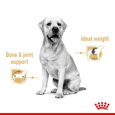 Royal Canin Labrador Retriever Adult v omáčce